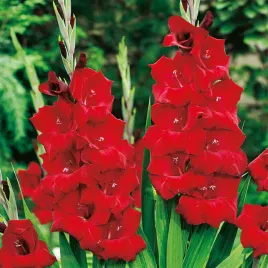 gladiolus-mieczyk-wielkokwiatowy-magma-5-szt-mieczyki-cebulki-mieczykow
