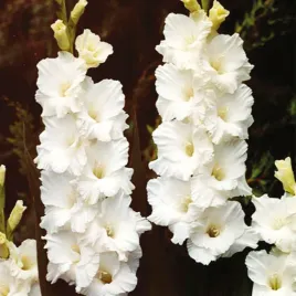 gladiolus-mieczyk-wielkokwiatowy-bangladesh-5szt-mieczyki-cebulki-mieczykow