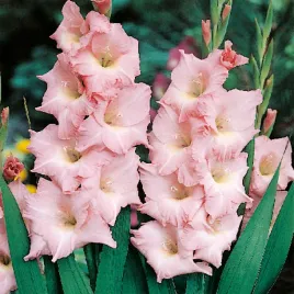 mieczyk-wielkokwiatowy-rose-supreme-5-szt-mieczyki-cebulki-mieczykow