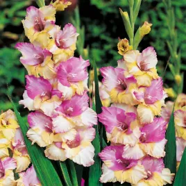 gladiolus-mieczyk-wielkokwiatowy-mon-amour-5-szt-mieczyki-cebulki-mieczykow