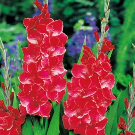 mieczyk-wielkokwiatowy-after-shock-5-szt-mieczyki-cebulki-mieczykow