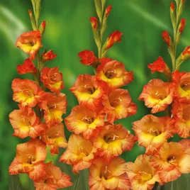 mieczyk-wielkokwiatowy-olympic-flame-5-szt-mieczyki-cebulki-mieczykow