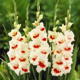 gladiolus-mieczyk-ajax-5-szt-mieczyki-cebulki-mieczykow