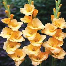 mieczyk-wielkokwiatowy-peach-melba-5-szt-mieczyki-cebulki-mieczykow