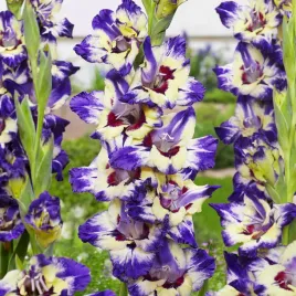 gladiolus-mieczyk-circus-color-5-szt-mieczyki-cebulki-mieczykow