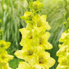 mieczyk-wielkokwiatowy-prima-verde-5-szt-mieczyki-cebulki-mieczykow