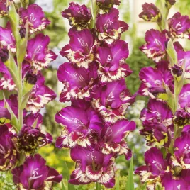 gladiolus-mieczyk-colour-club-5-szt-mieczyki-cebulki-mieczykow