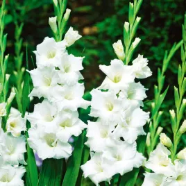 gladiolus-mieczyk-wielkokwiatowy-essential-5-szt-mieczyki-cebulki-mieczykow