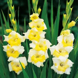 gladiolus-mieczyk-wielkokwiatowy-buggy-5-szt-mieczyki-cebulki-mieczykow