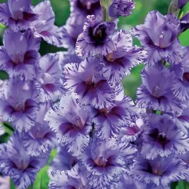 gladiolus-mieczyk-wielkokwiatowy-passos-5-szt-mieczyki-cebulki-mieczykow