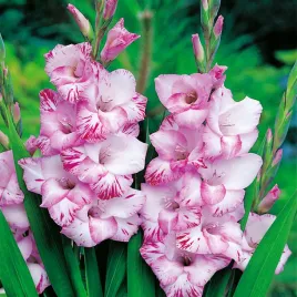 gladiolus-mieczyk-wielkokwiatowy-my-love-5-szt-mieczyki-cebulki-mieczykow