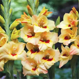 gladiolus-mieczyk-wielkokwiatowy-louise-5-szt-mieczyki-cebulki-mieczykow