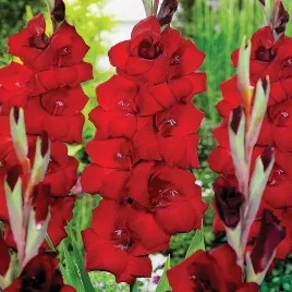 gladiolus-mieczyk-wielkokwiatowy-fat-boy-5-szt-mieczyki-cebulki-mieczykow