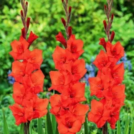 gladiolus-mieczyk-wielkokwiatowy-manhattan-5-szt-mieczyki-cebulki-mieczykow