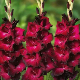 gladiolus-mieczyk-wielkokwiatowy-mahler-5-szt-mieczyki-cebulki-mieczykow