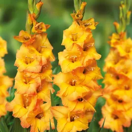 gladiolus-mieczyk-wielkokwiatowy-avicii-5-szt-mieczyki-cebulki-mieczykow