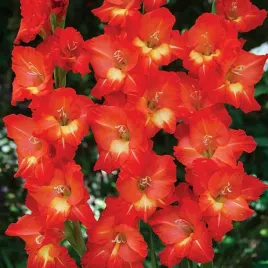 gladiolus-mieczyk-wielkokwiatowy-bunga-5-szt-mieczyki-cebulki-mieczykow