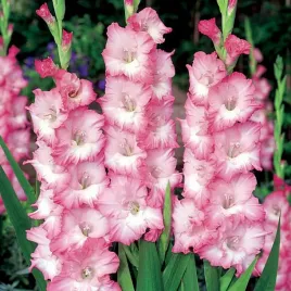 gladiolus-mieczyk-karbowany-mr-sandman-5-szt-mieczyki-cebulki-mieczykow