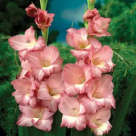 gladiolus-mieczyk-wielkokwiatowy-smokey-5-szt-mieczyki-cebulki-mieczykow