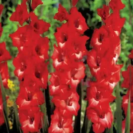 gladiolus-mieczyk-wielkokwiatowy-joska-5-szt-mieczyki-cebulki-mieczykow