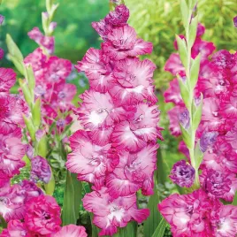 gladiolus-mieczyk-wielkokwiatowy-nablus-5-szt-mieczyki-cebulki-mieczykow