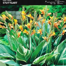 canna-kanna-paciorecznik-stuttgart-1-szt-sadzonki-canny-kanny