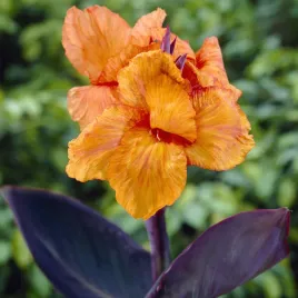 canna-kanna-paciorecznik-wyoming-pomaranczowa-1-szt-sadzonki-canny-kanny