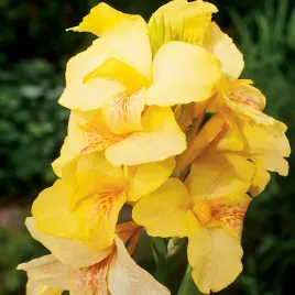 canna-kanna-paciorecznik-oiseau-d-or-1-szt-sadzonki-canny-kanny