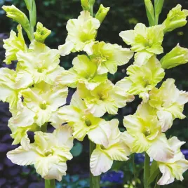 gladiolus-mieczyk-wielkokwiatowy-alicia-5-szt-mieczyki-cebulki-mieczykow