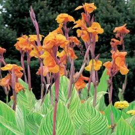 canna-kanna-paciorecznik-striata-1-szt-sadzonki-canny-kanny