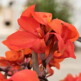 canna-kanna-paciorecznik-picador-1-szt-sadzonki-canny-kanny