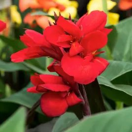 canna-kanna-paciorecznik-strassbourg-1-szt-sadzonki-canny-kanny