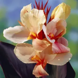 canna-kanna-paciorecznik-angel-martin-1-szt-sadzonki-canny-kanny