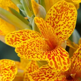 canna-kanna-paciorecznik-confetti-1-szt-sadzonki-canny-kanny