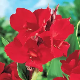 canna-kanna-paciorecznik-red-dazzler-1-szt-sadzonki-canny-kanny