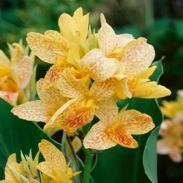 canna-kanna-paciorecznik-chouchou-1-szt-sadzonki-canny-kanny