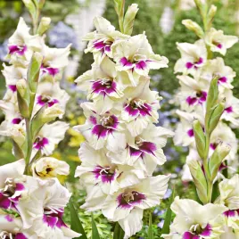 mieczyk-wielkokwiatowy-amber-mistique-5-szt-mieczyki-cebulki-mieczykow