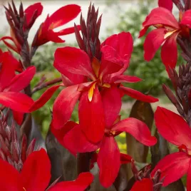canna-kanna-paciorecznik-futurity-red-1-szt-sadzonki-canny-kanny