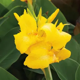 canna-kanna-paciorecznik-panama-1-szt-sadzonki-canny-kanny