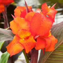canna-kanna-paciorecznik-verdi-1-szt-sadzonki-canny-kanny