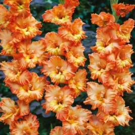 gladiolus-mieczyk-karbowany-coral-crush-5-szt-mieczyki-cebulki-mieczykow