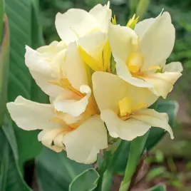 canna-kanna-paciorecznik-puck-1-szt-sadzonki-canny-kanny