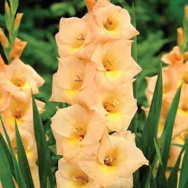 mieczyk-wielkokwiatowy-esta-bonita-5-szt-mieczyki-cebulki-mieczykow