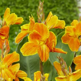 canna-kanna-paciorecznik-carnaval-1-szt-sadzonki-canny-kanny