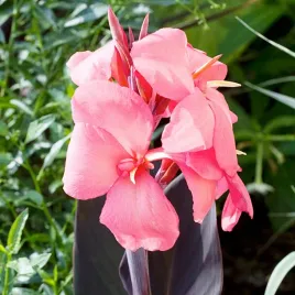 canna-kanna-paciorecznik-champion-1-szt-sadzonki-canny-kanny-sadzonka