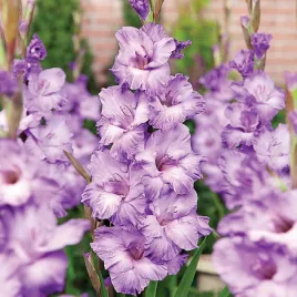 gladiolus-mieczyk-wielkokwiatowy-milka-5-szt-mieczyki-cebulki-mieczykow