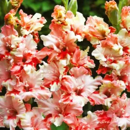 gladiolus-mieczyk-karbowany-mindset-5-szt-mieczyki-cebulki-mieczykow