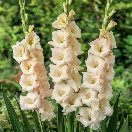 mieczyk-wielkokwiatowy-ivory-perfection-5-szt-mieczyki-cebulki-mieczykow