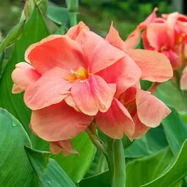 canna-kanna-paciorecznik-salmon-beauty-1-szt-sadzonki-canny-kanny