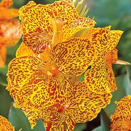 canna-kanna-paciorecznik-picasso-yellow-1-szt-sadzonki-canny-kanny
